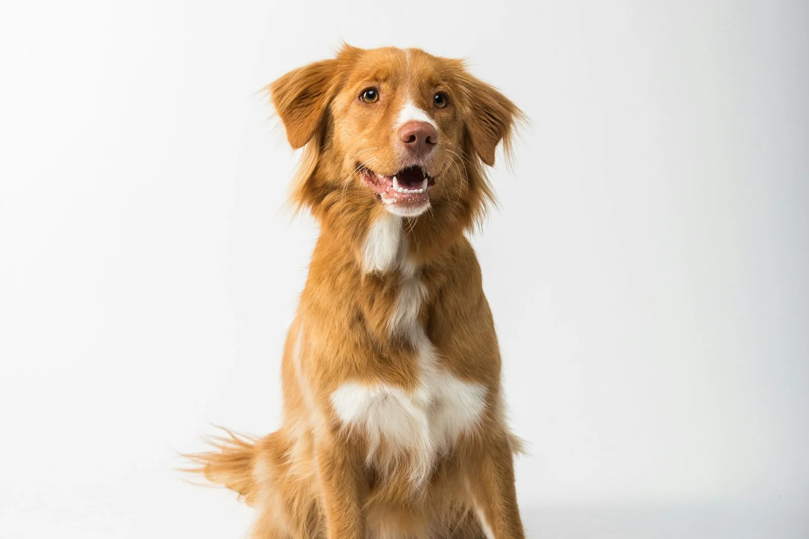 Affinity Petcare